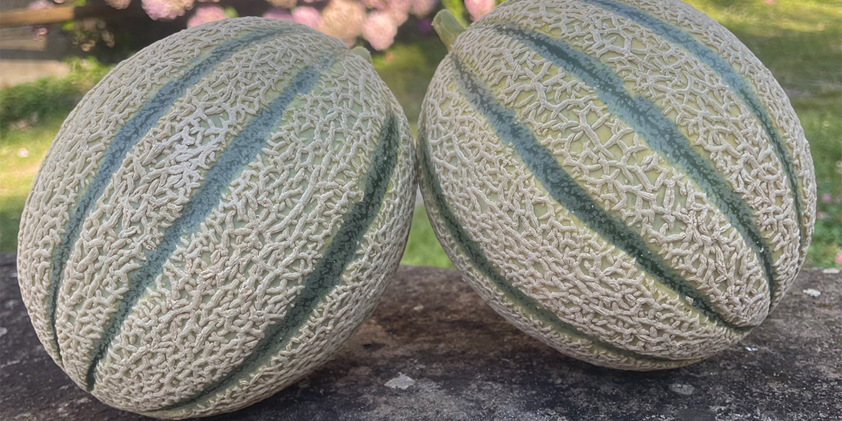 Bayer porta in campo le sue innovazioni al Simposio del Melone Mantovano IGP